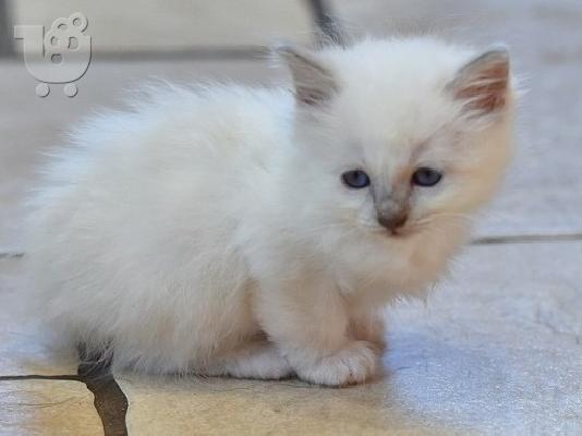 birman x ragdoll
